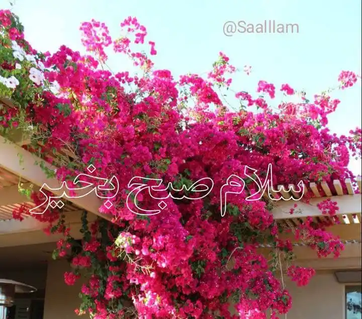 خدمات پولی ✨🇦🇫 عبدالسلام توکلی 🇦🇫 post