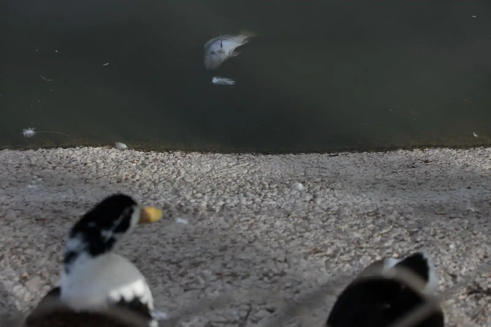TELEDIARIO GUADALAJARA📺🔵 #CercaDeTi post