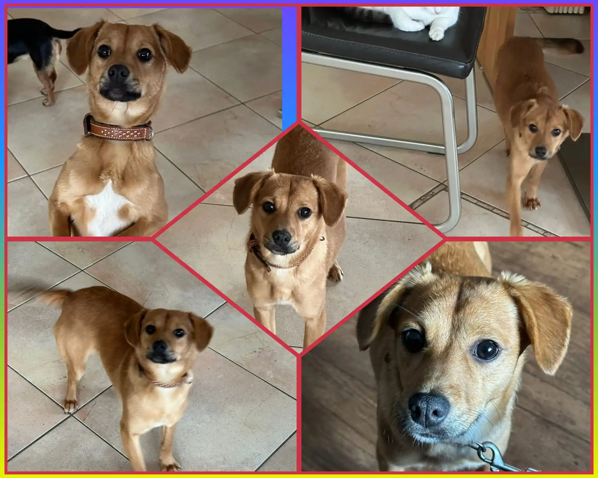 Tierschutzverein Seligenstadt und Umgebung (Tierheim mit Katzen, Kleintieren, etc.) post