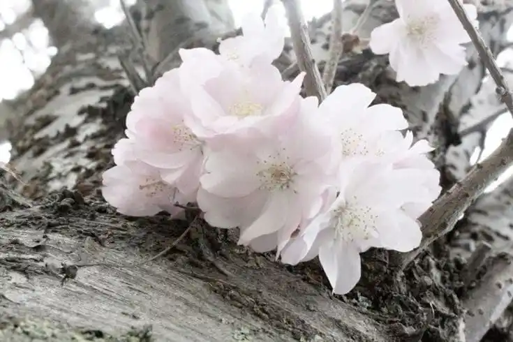 ㅤ᭕˚.🌸▒.˚ㅤ# 𝖻ᧉ𝗅𝗅ᧉა  ୨୧   𝖿і𝗅𝗅ᧉა  .˚꒰🍙꒱࿐ post