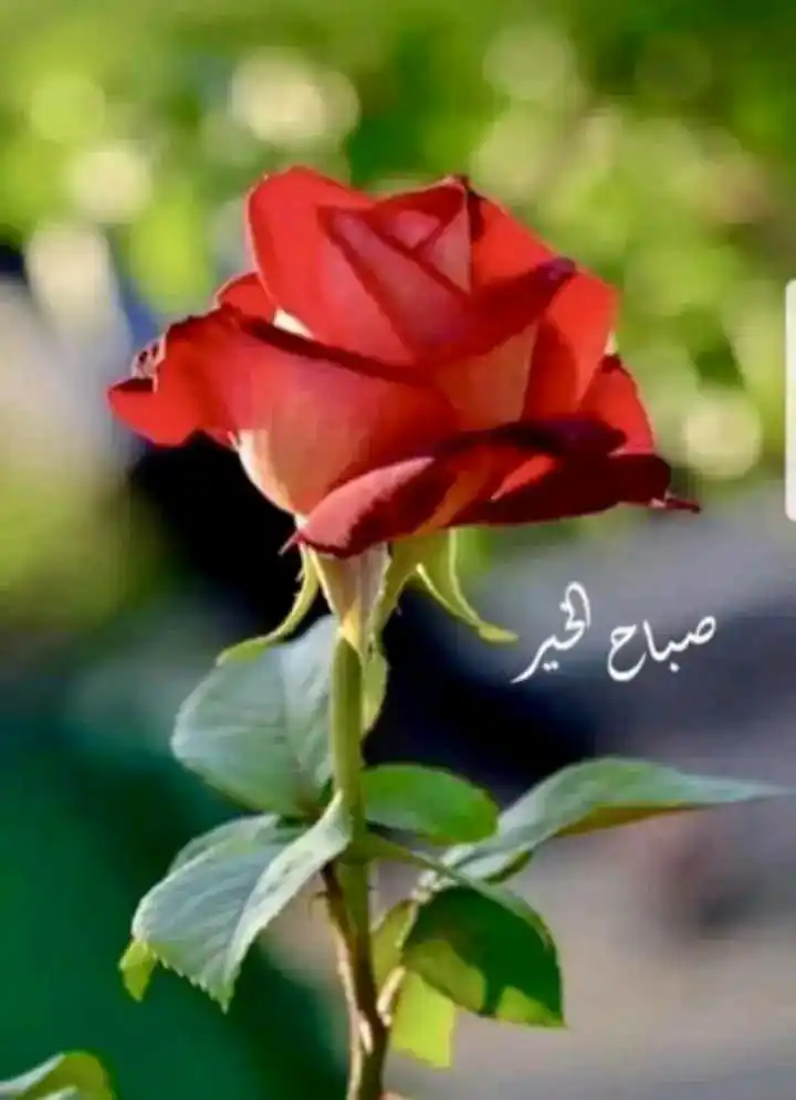 اقتباسات💛Abd post