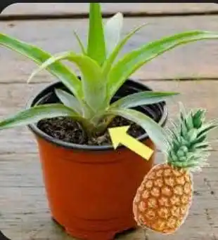 Allschool.ng Edu News post