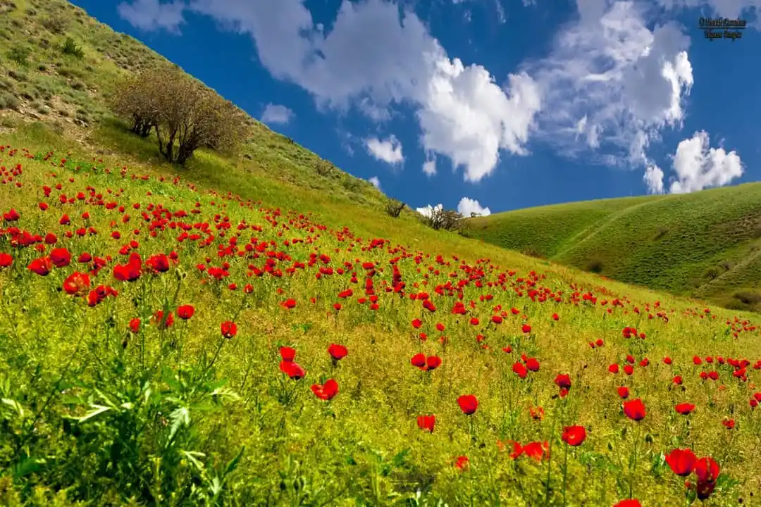 🥀ښایست ویډیو ګانو چینل🏵️ post