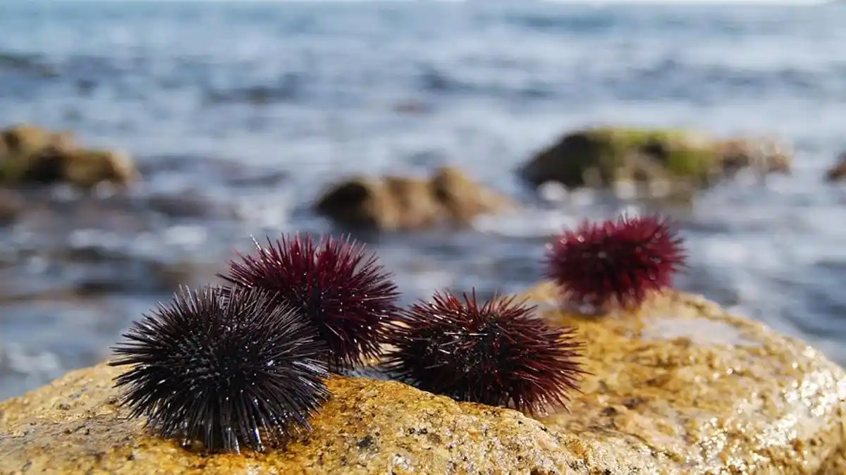 Centro de Investigación Marina - CIM 🌊🌿🐚🦉🌳🦇🐍⚕️🔬🦌 post