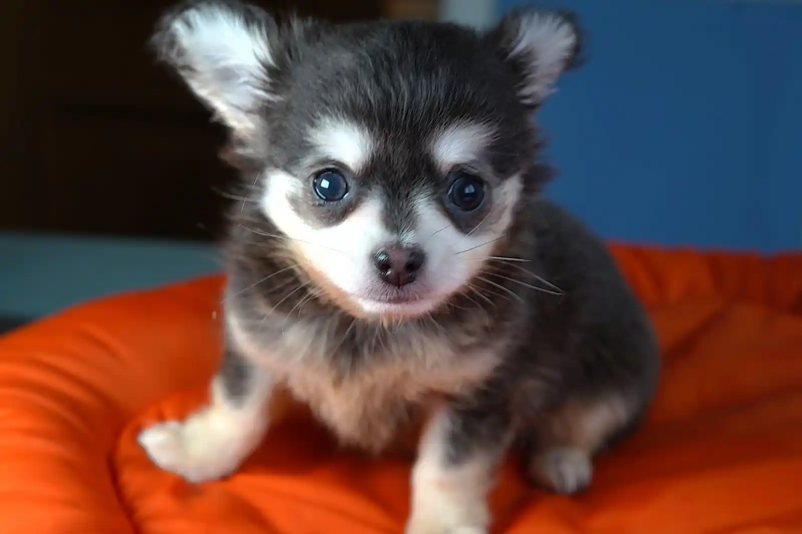 Chihuahua-Freunde post