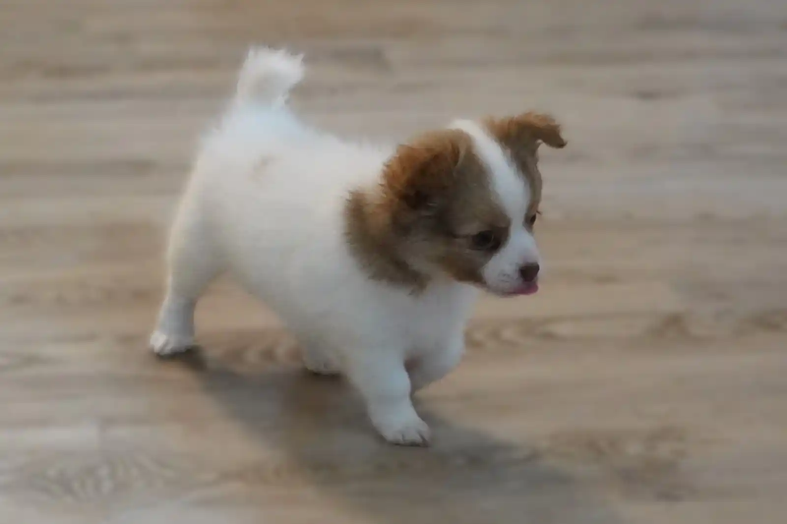 Chihuahua-Freunde post