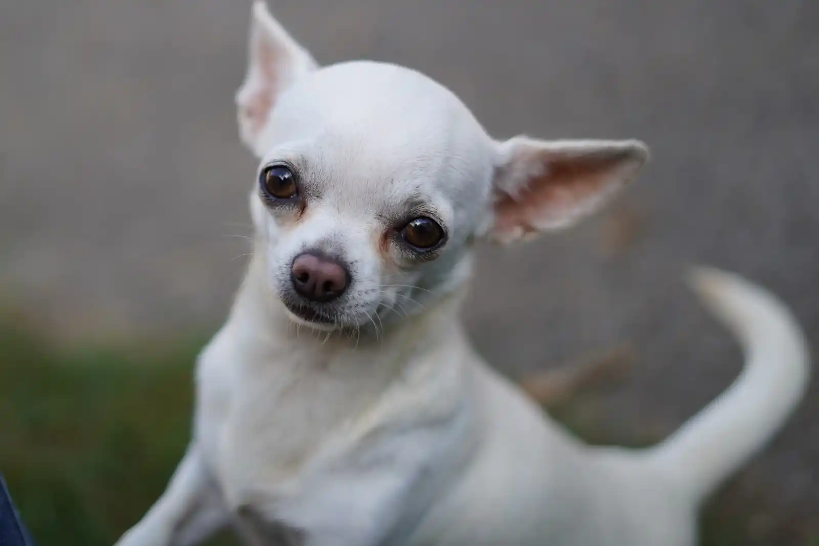 Chihuahua-Freunde post