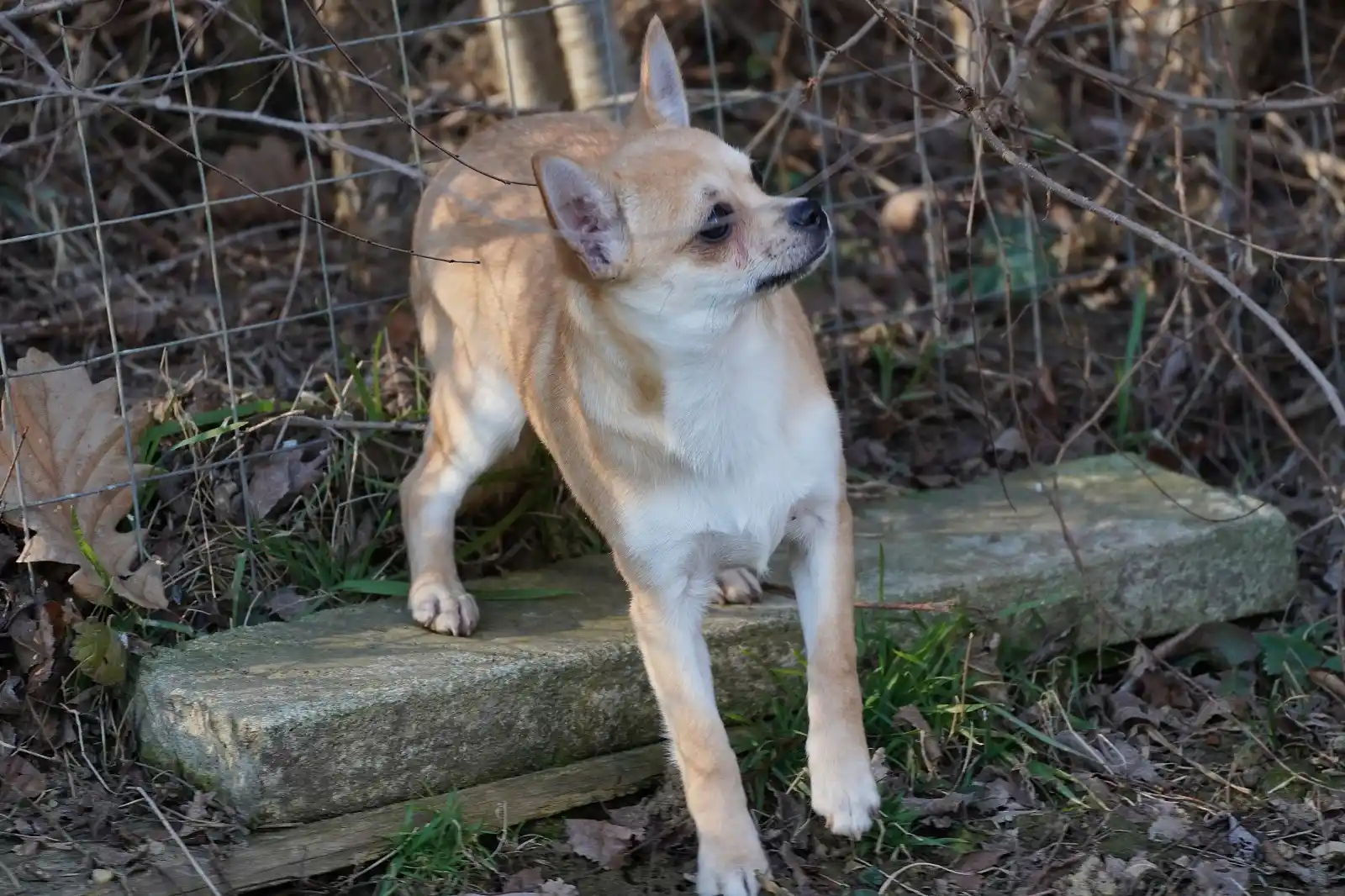 Chihuahua-Freunde post