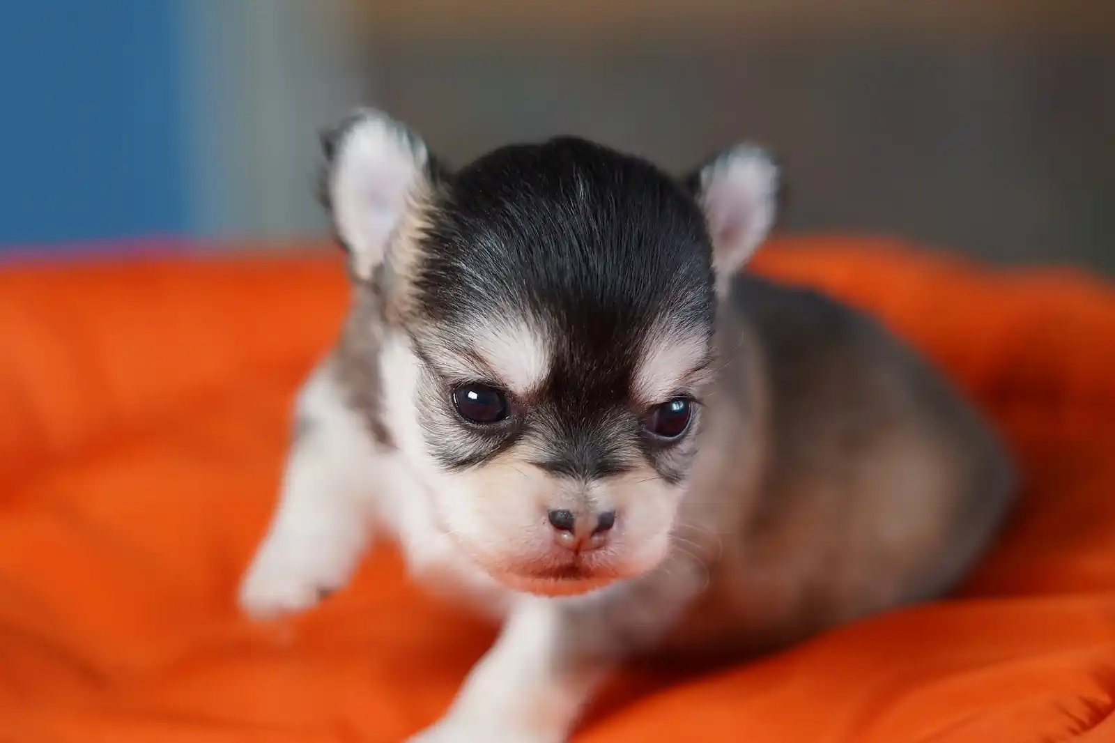 Chihuahua-Freunde post