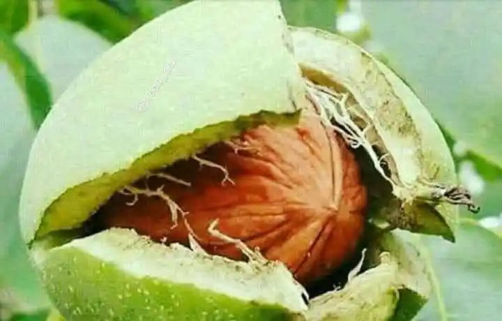 《د اتل غازی خالد صاحب کانال》 post