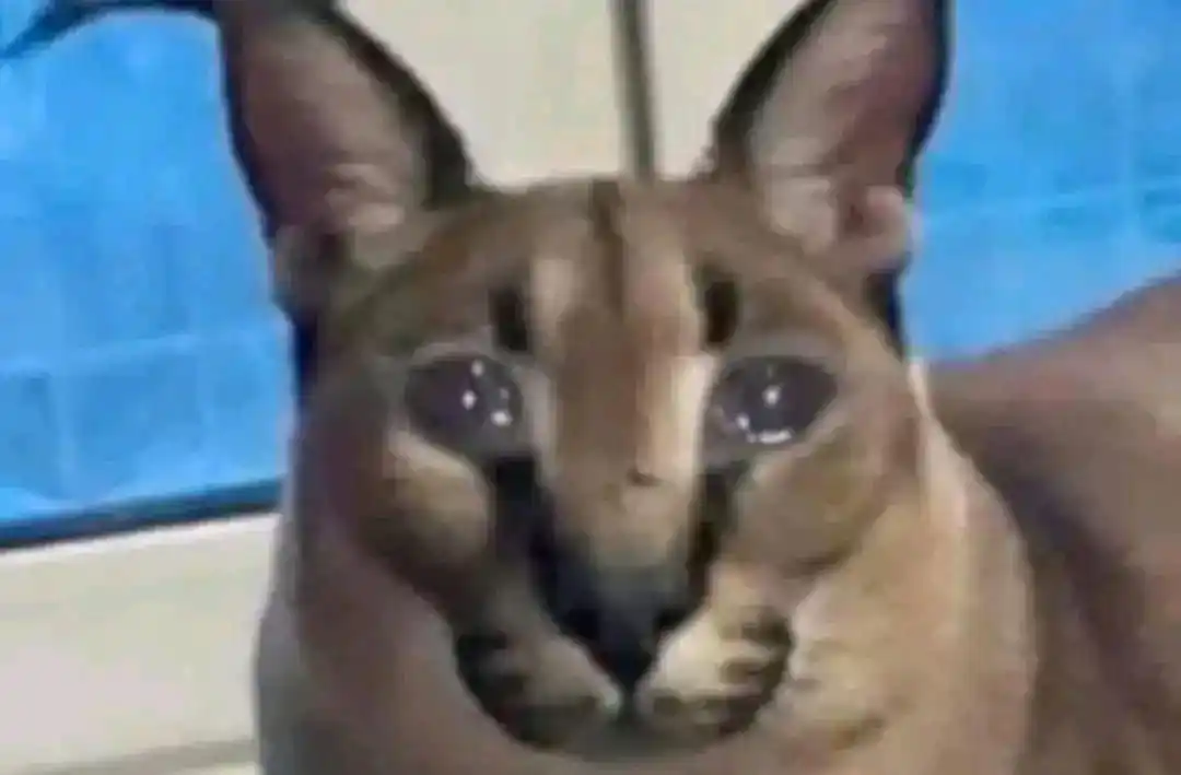 Memes & TikToks - REDDIT post