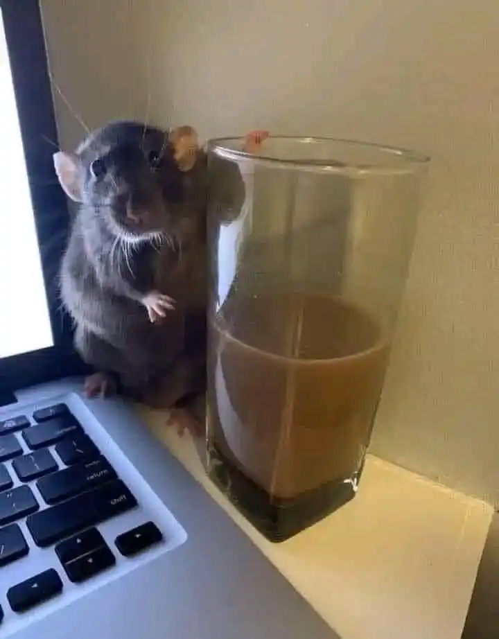 Memes & TikToks - REDDIT post