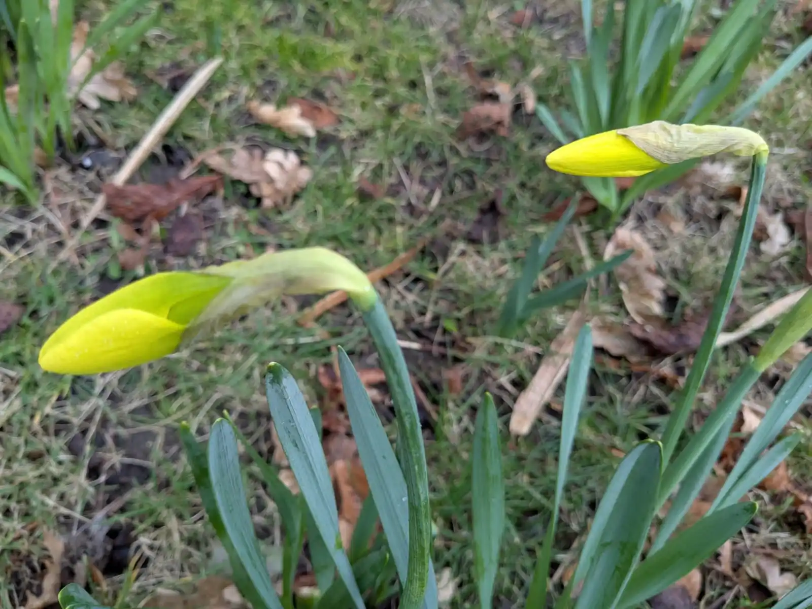 Fedderwardersiel post