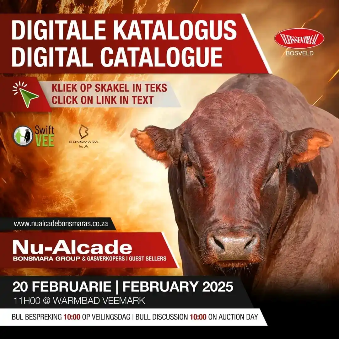 Image from Gatsheni Livestock Breeding: The Nu-Alcade Bonsmara Group’s 38th production auction will take place...