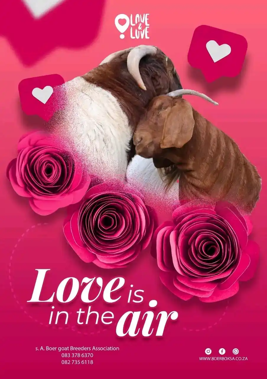 Image from Gatsheni Livestock Breeding: Happy Valentine's Day to all our amazing Goat Farmers ❤️😍💖 🐐 Toda...