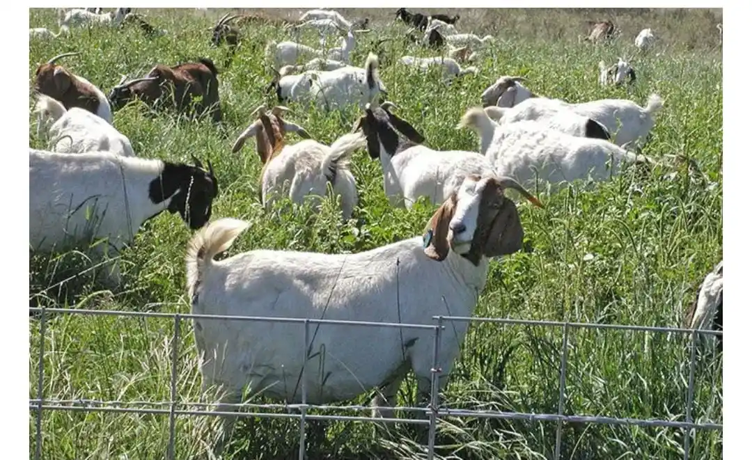 Gatsheni Livestock Breeding post