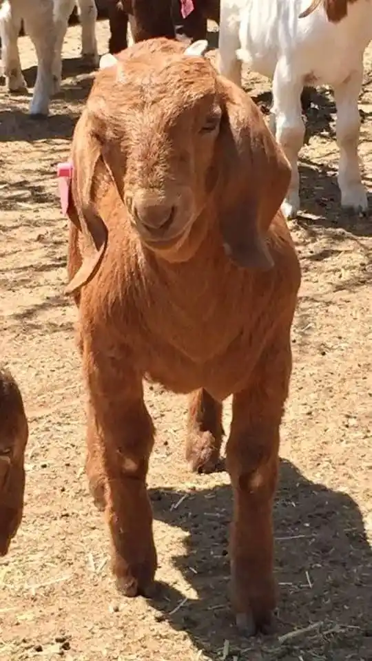Gatsheni Livestock Breeding post