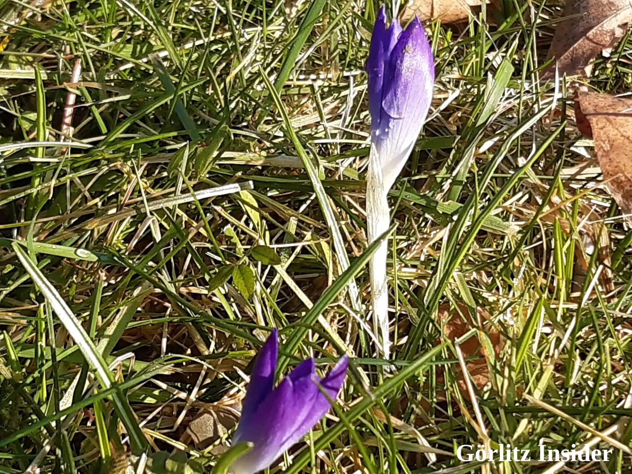 Görlitz Insider post