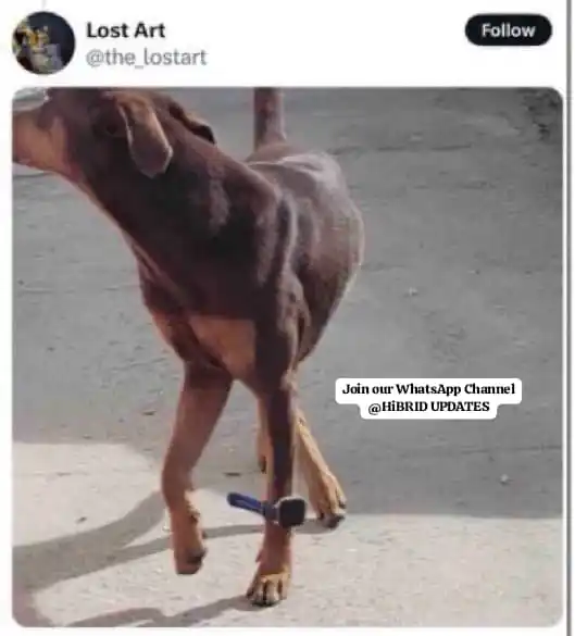 HiBRID UPDATES ✨ post