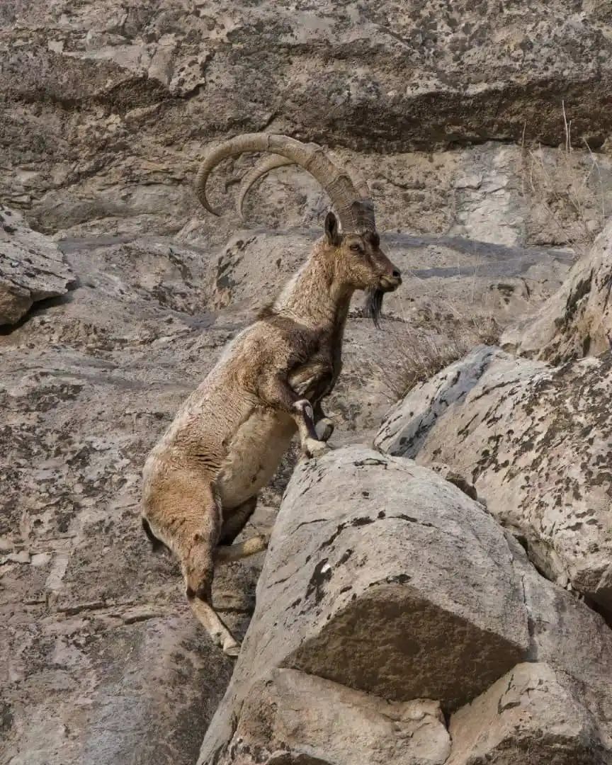 خبر فوری post