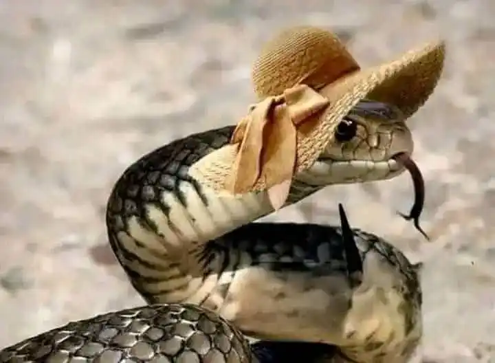 قناة رضاالله غايتي post