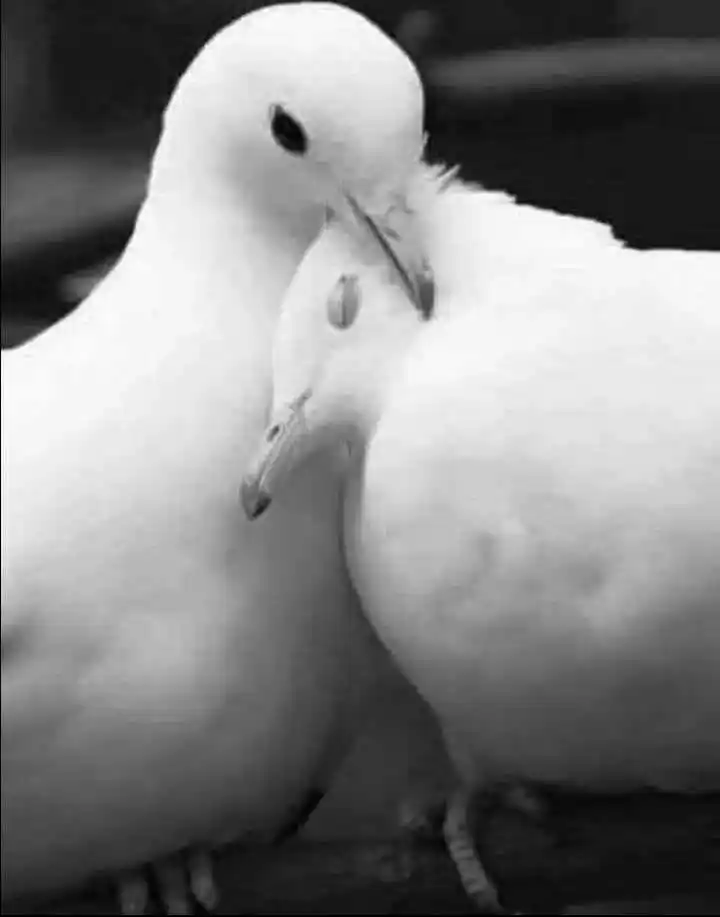 قصص حكاياتــ عـبارات نـصائـح زوجيــه post