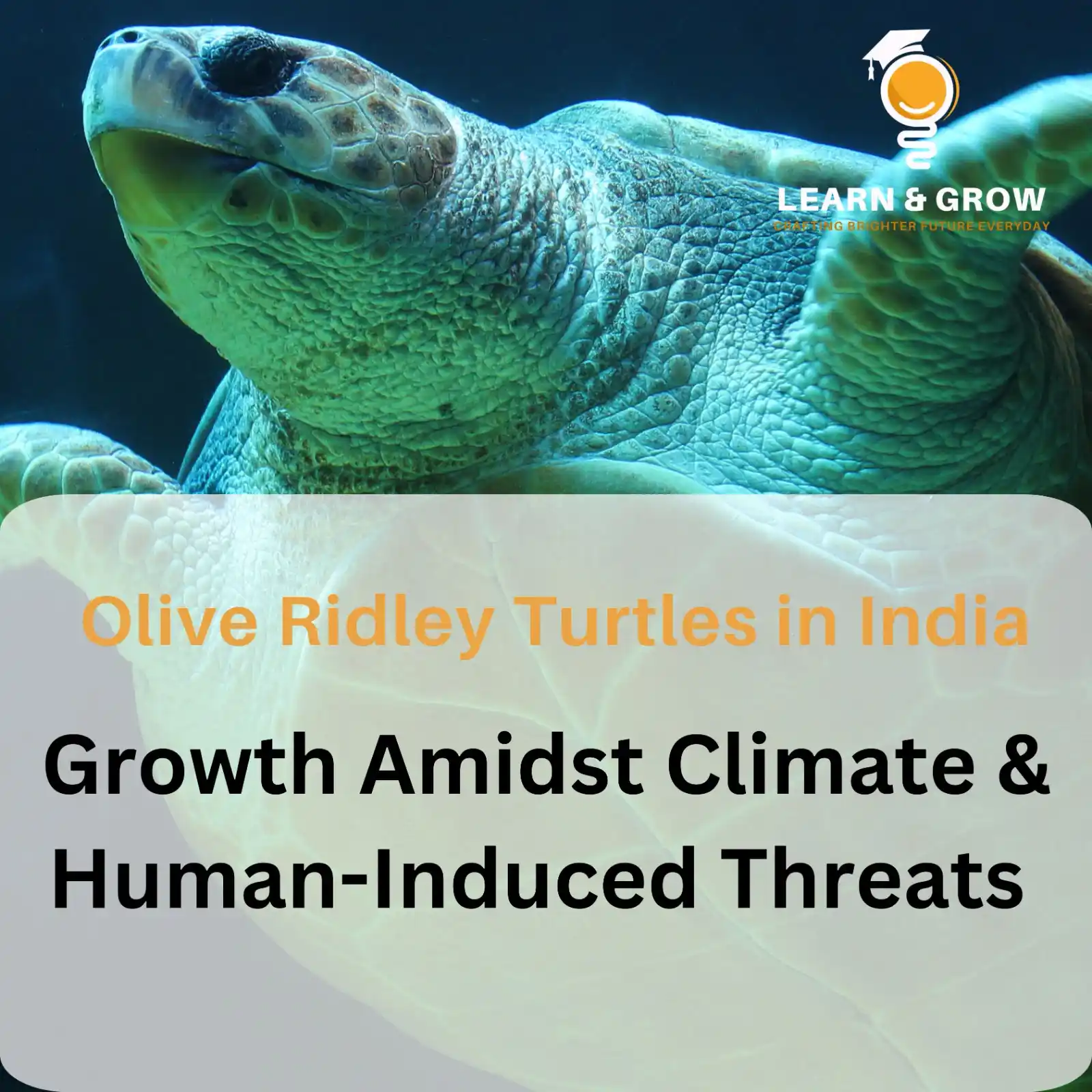 Image from Learn & Grow: > *Olive Ridley Turtles in India: Growth Amidst Climate & Human-Induce...