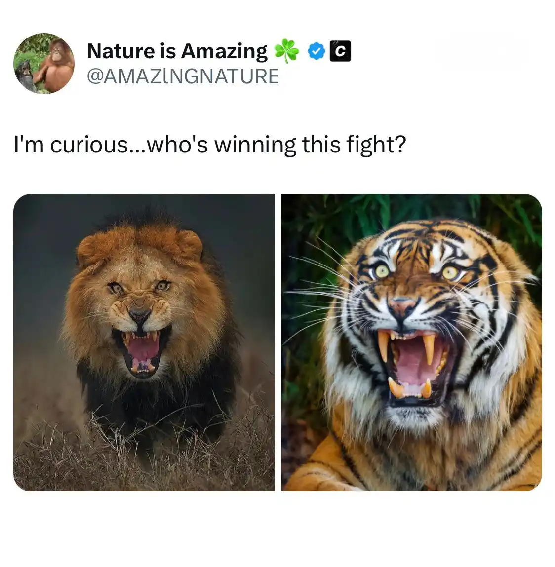 Legit.ng Naija News post
