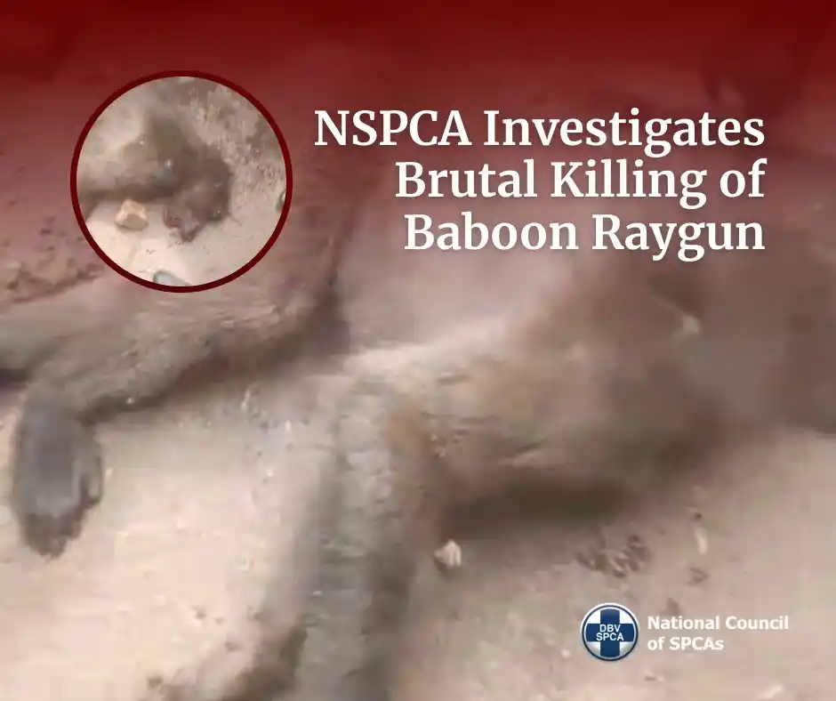 NSPCA - National Council of SPCAs post