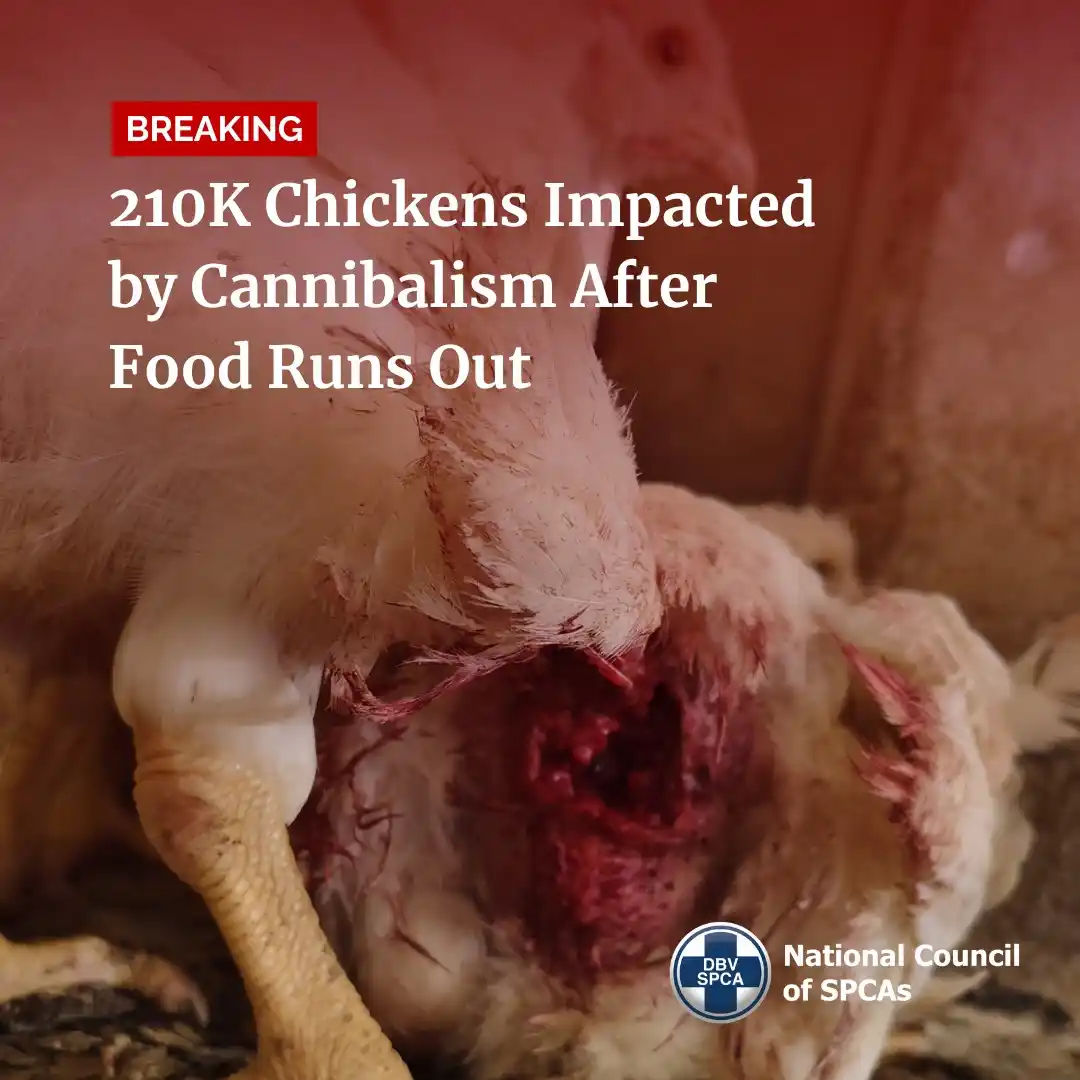 Image from NSPCA - National Council of SPCAs: 🚨WARNING: GRAPHIC CONTENT🚨  The NSPCA and Springs SPCA are on-site a...