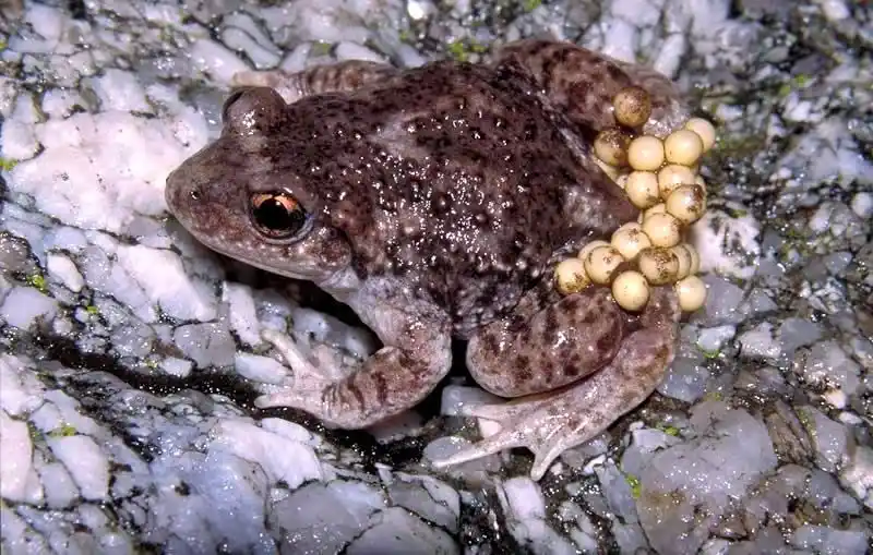 Parque Nacional de la Sierra de Guadarrama post