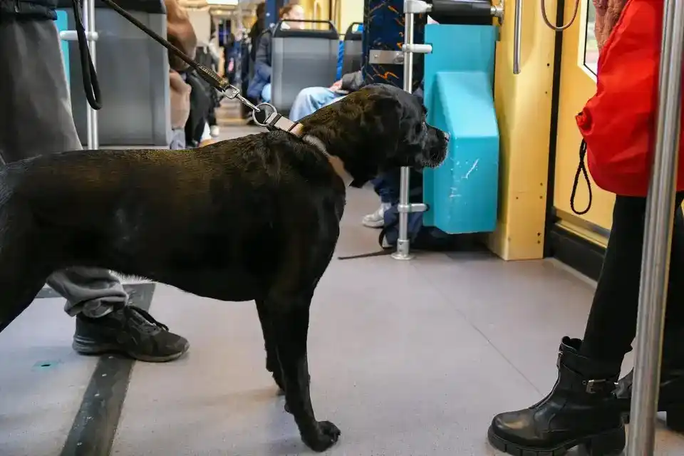 Image from Rhein-Neckar-Zeitung www.rnz.de: Wir haben noch mehr Nachschub für euch: 🐕 *Hund im Zug wird teurer*:...