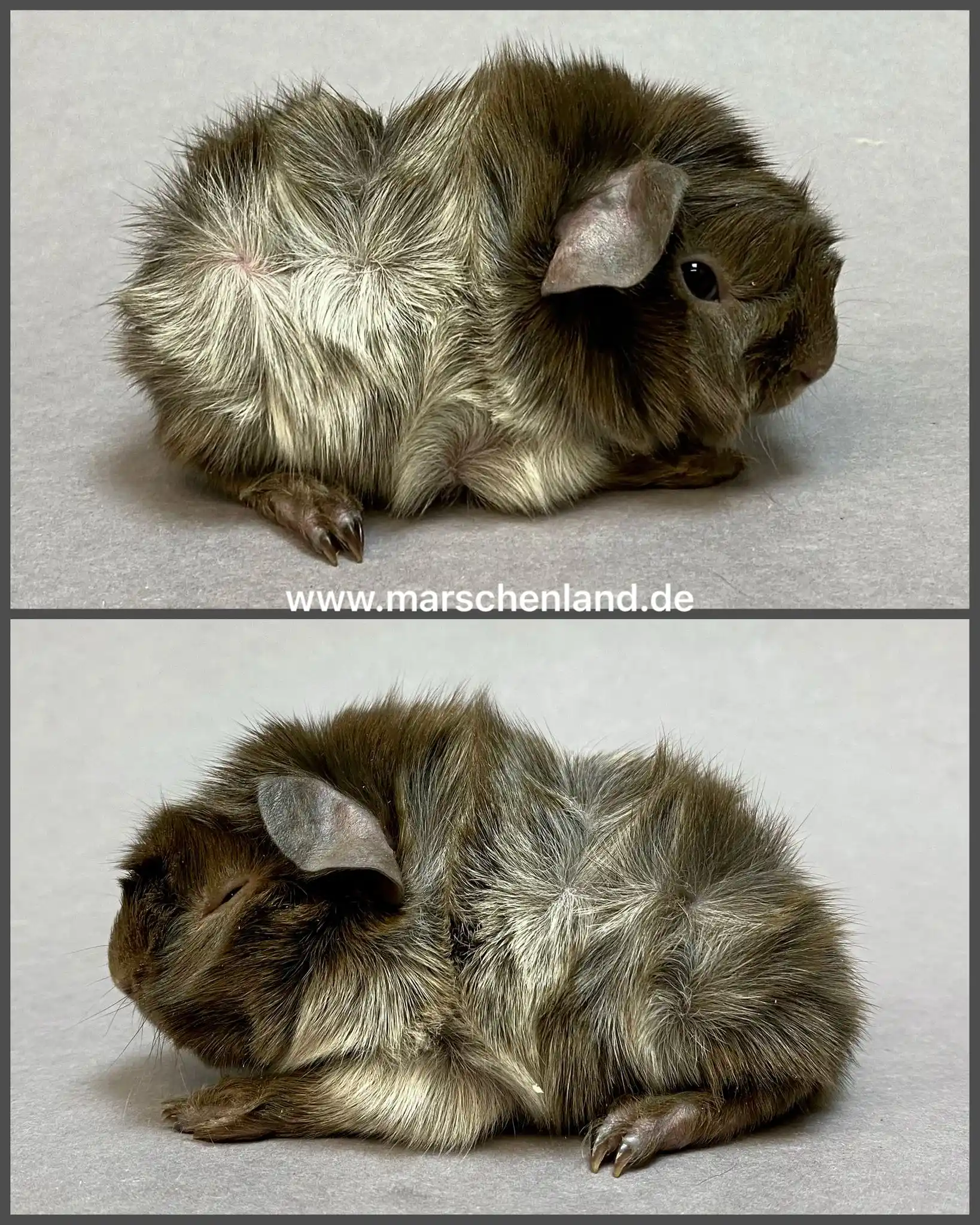 RMZ aus dem Marschenland - Meerschweinchen aus Schleswig-Holstein post