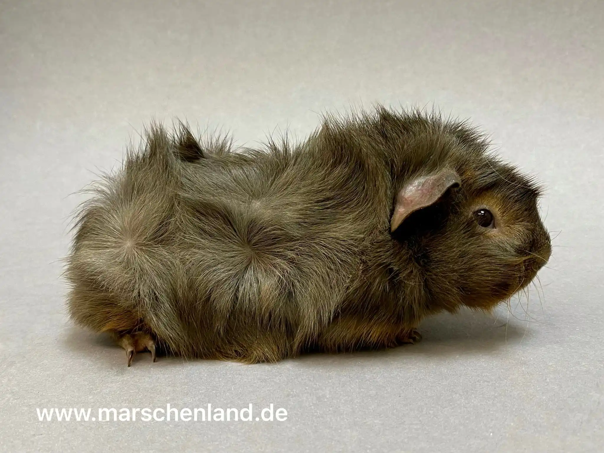 RMZ aus dem Marschenland - Meerschweinchen aus Schleswig-Holstein post