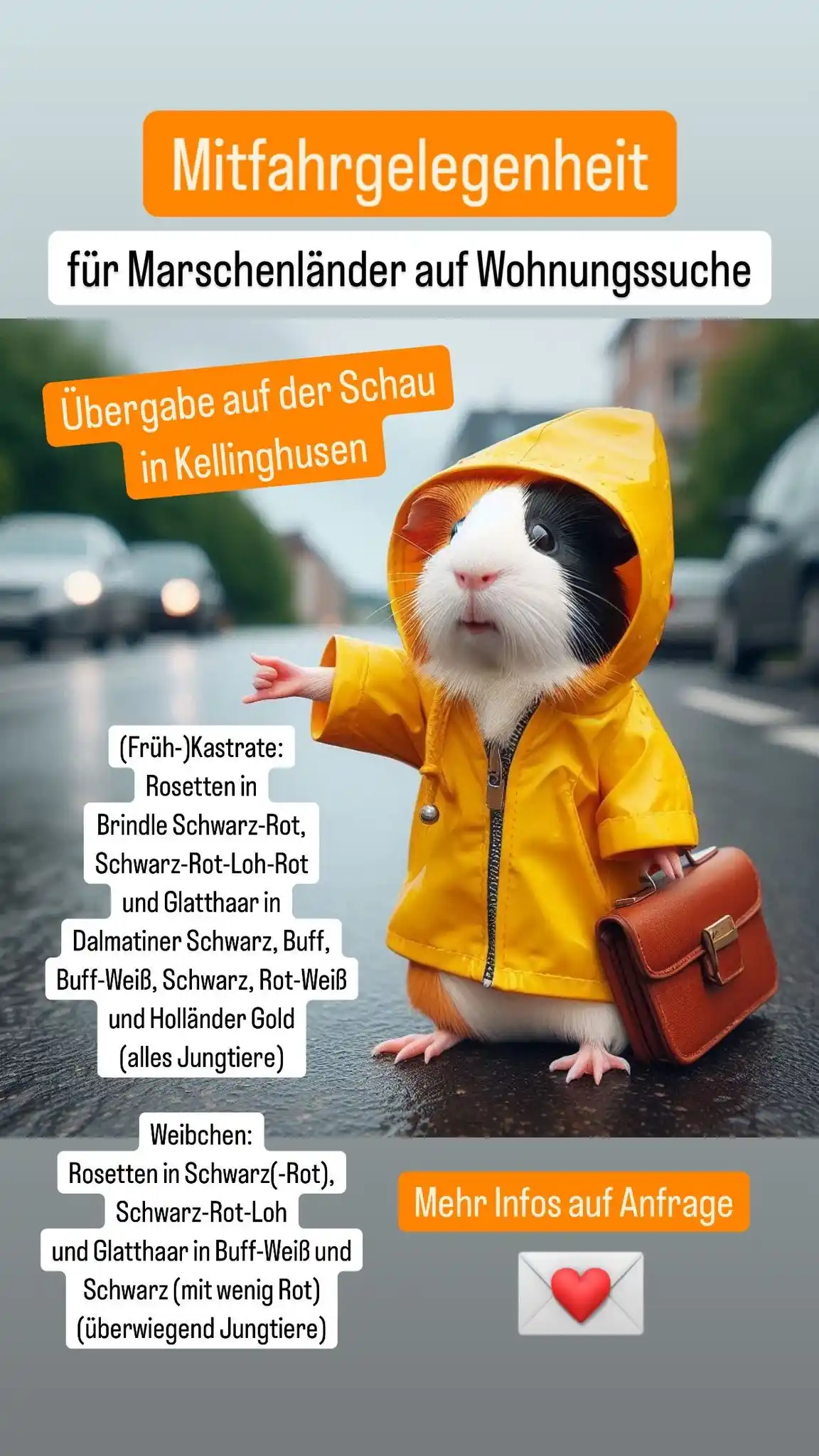 RMZ aus dem Marschenland - Meerschweinchen aus Schleswig-Holstein post