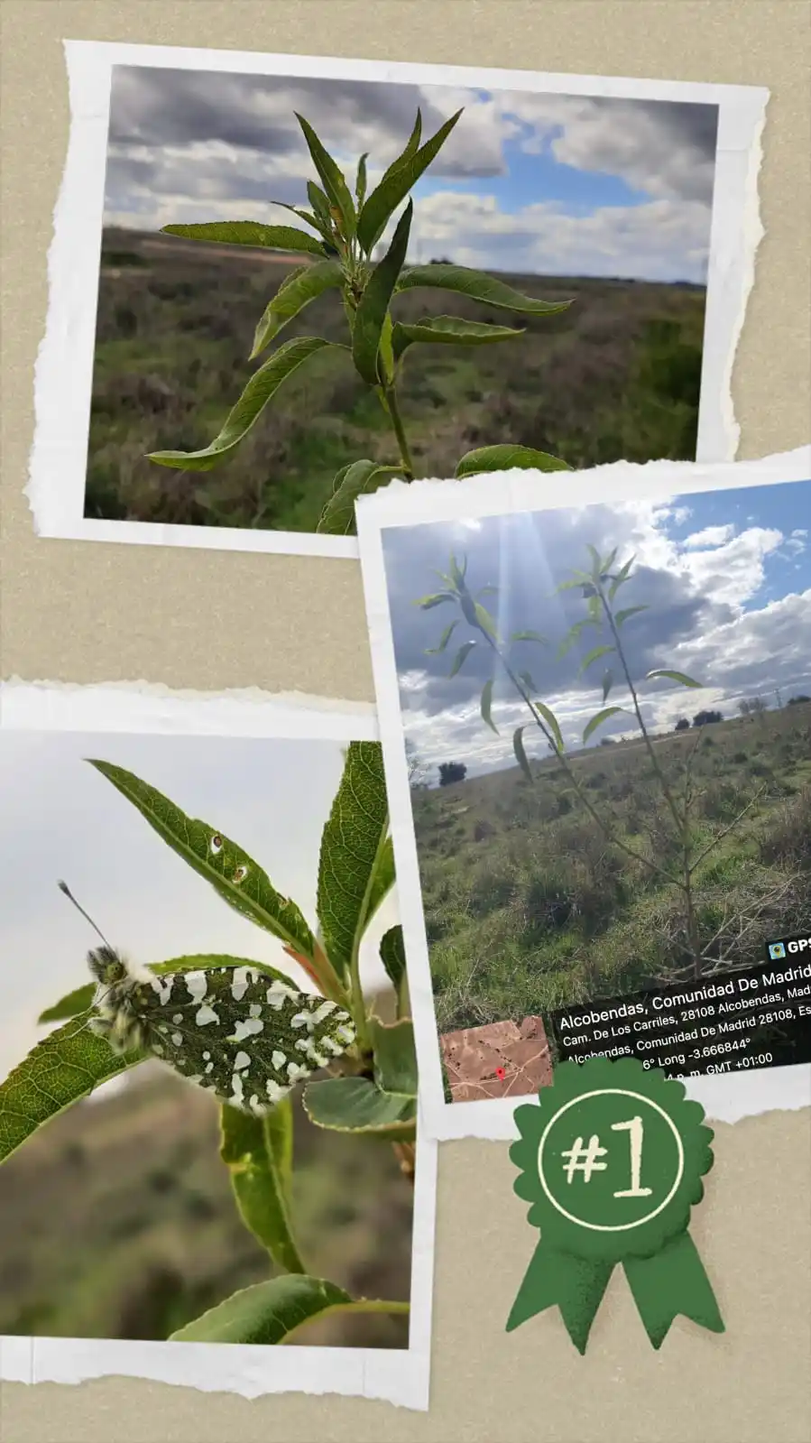 Salvemos Los Carriles post