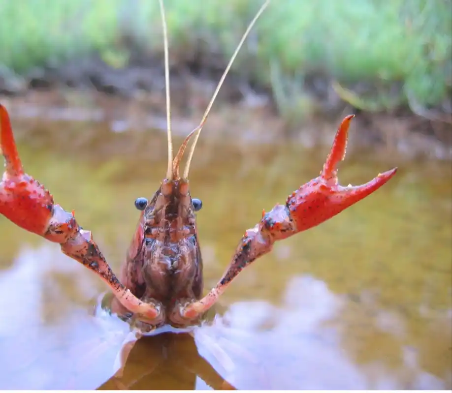 Save The Planet post