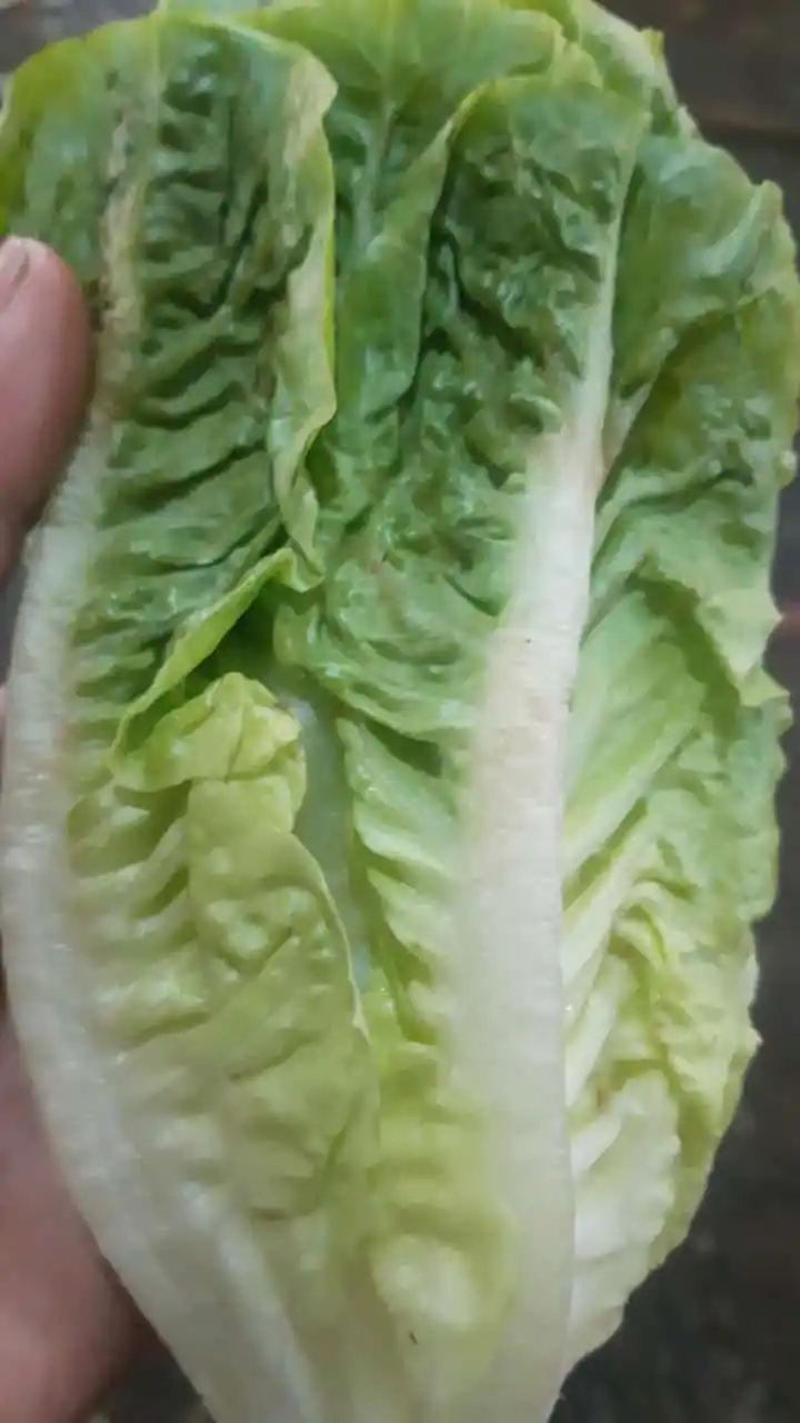 Sayur FRESH post
