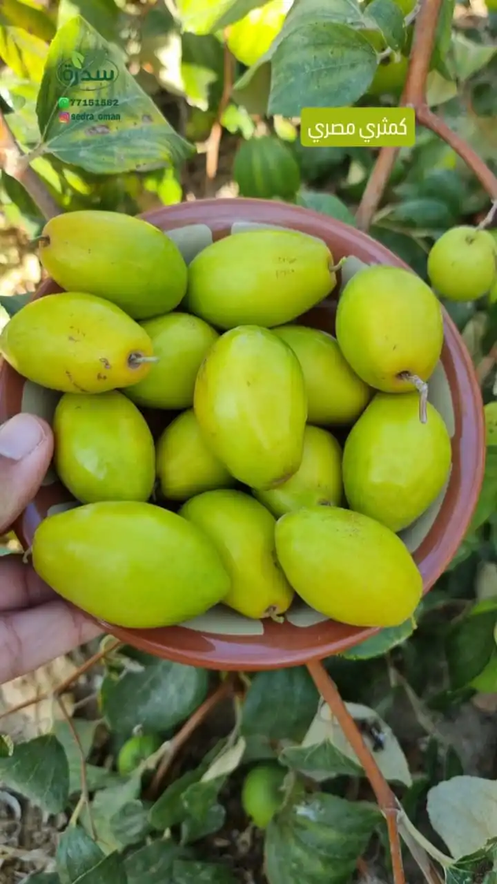 Image from سدرة عُمان: الكمثري المصري 🇪🇬🍐 🌟 الشكل: متنوع بين الزيتوني والكمثري، مع تعرجا...