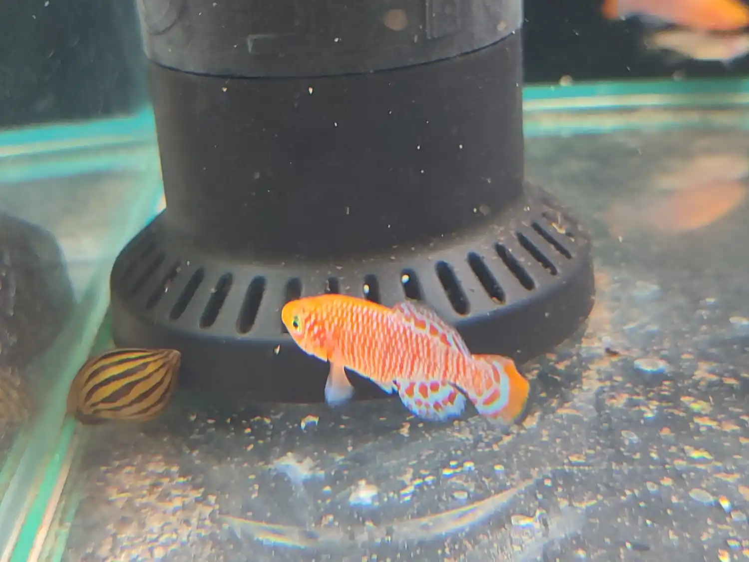 Soluções Aquáticas - Aquariofilia post