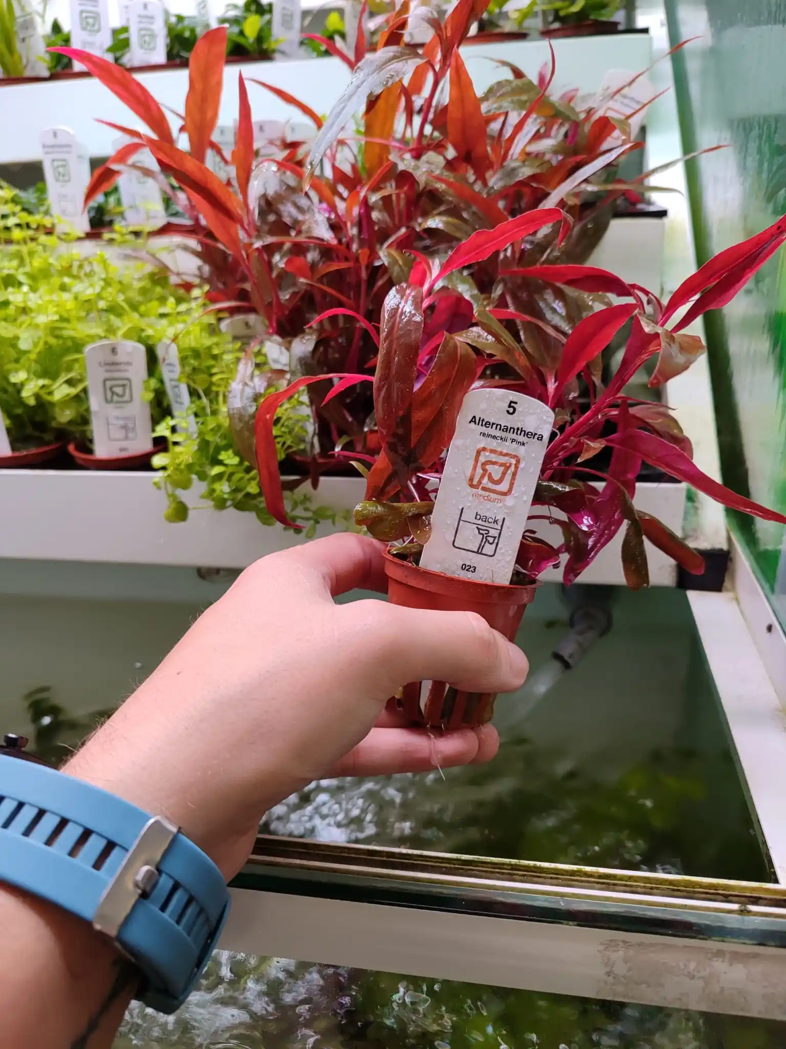 Soluções Aquáticas - Aquariofilia post
