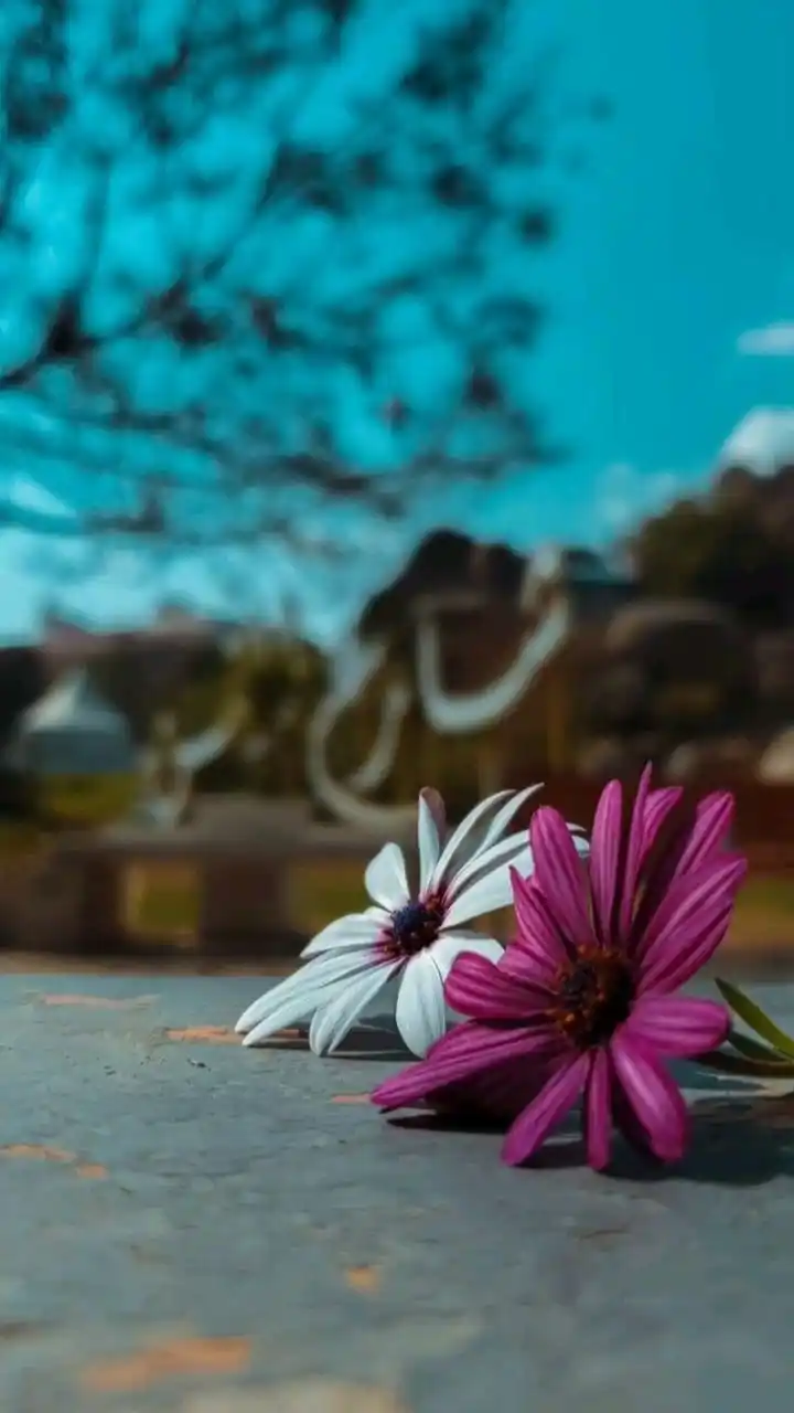 ســراجـاً منــيــراً💛 post