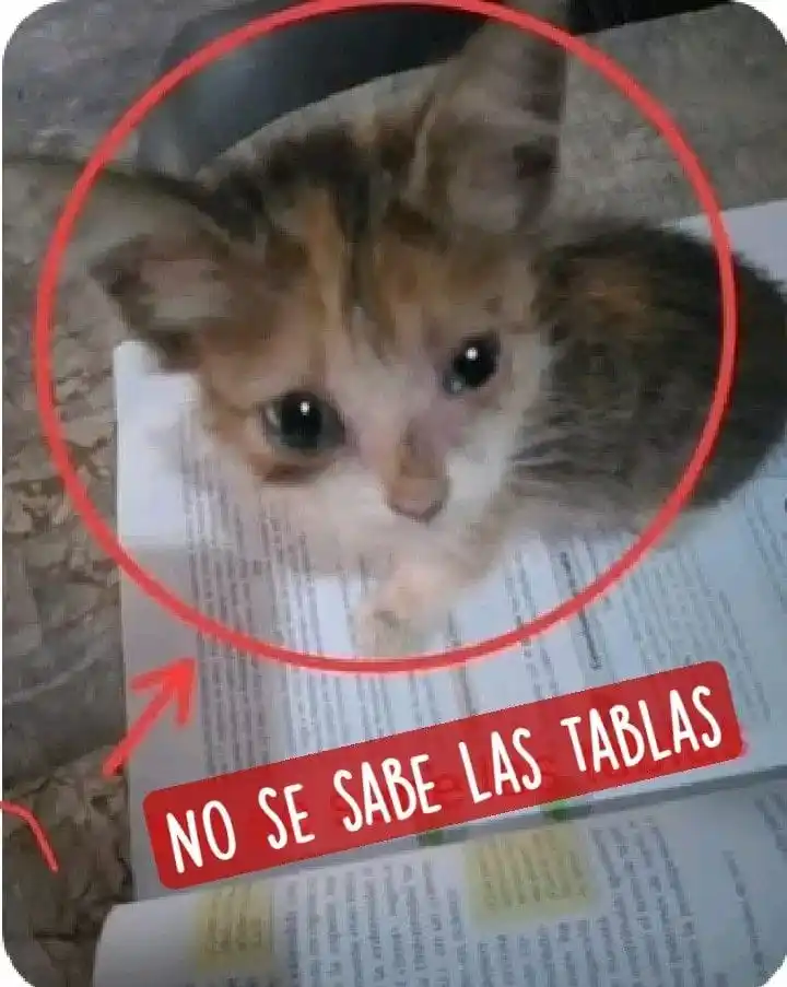 Un Día Más Cerca Del Psiquiátrico 🎉‼️ post