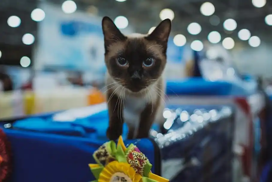 Valencia Bonita post