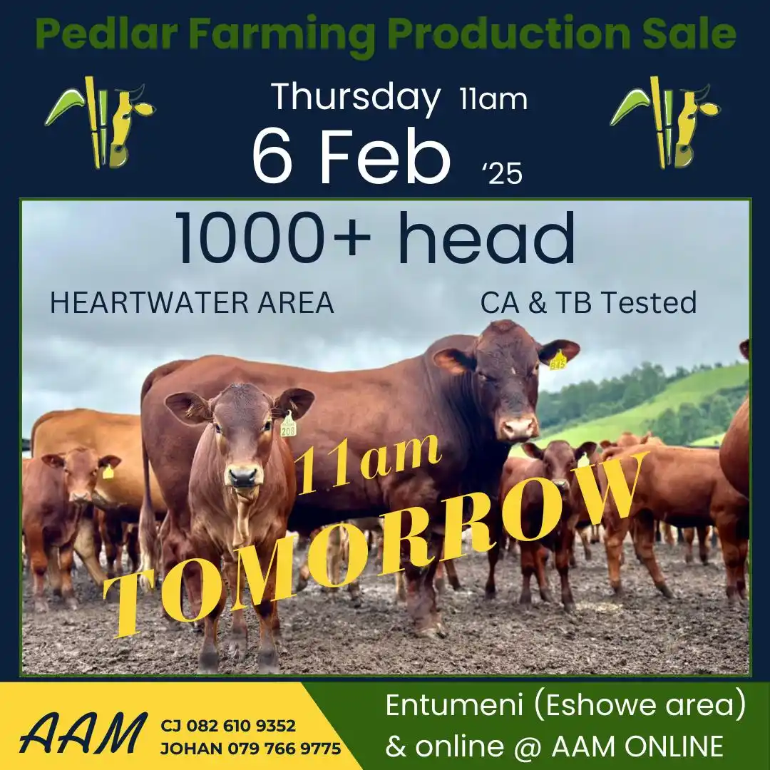 AAM Livestock Agents and Auctioneers 🐂 post