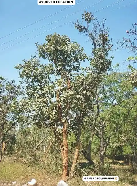 Image from AYURVED CREATION: *पलाश* Butea Monosperma किंशुक , बहुलवल्कल भुर्ज चर्मी Family _ Legu...