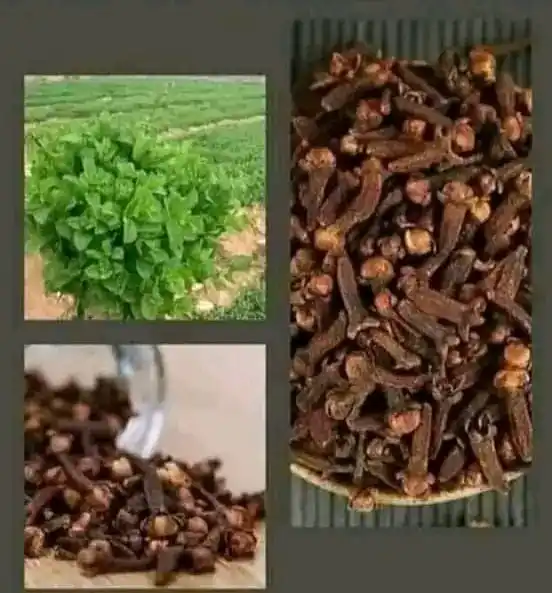 Image from 𝐁𝐚𝐬𝐏𝐞𝐮𝐝'𝐂𝐡𝐨𝐬𝐞 ❤ 𝐃'𝐎𝐑 "𝐆ood𝐍ews&𝐑eal𝐈nfo": Faites bouillir les clous de girofle et la menthe et sentez-les pendan...