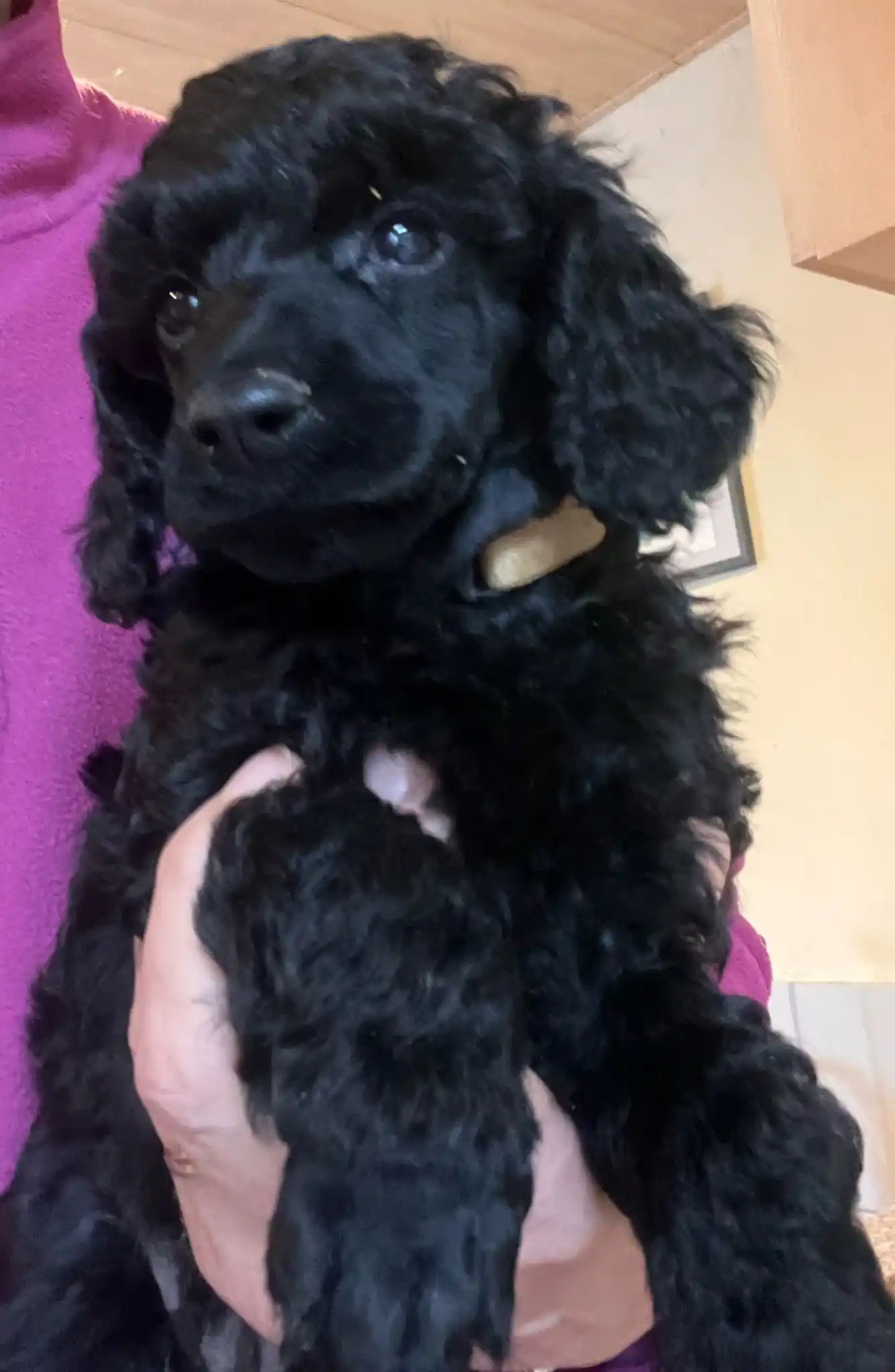 Bunte Pudel von der Silbermöwe post