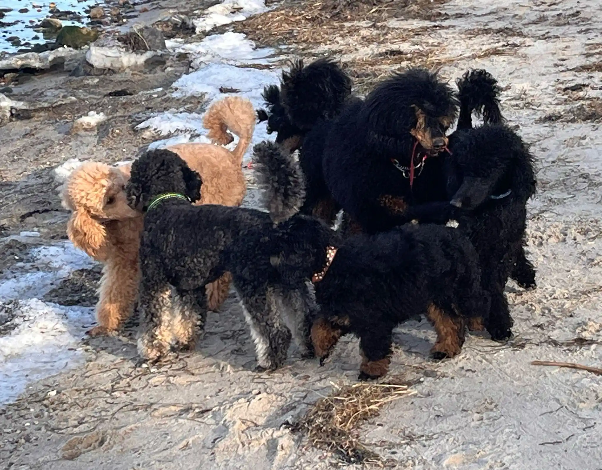 Bunte Pudel von der Silbermöwe post