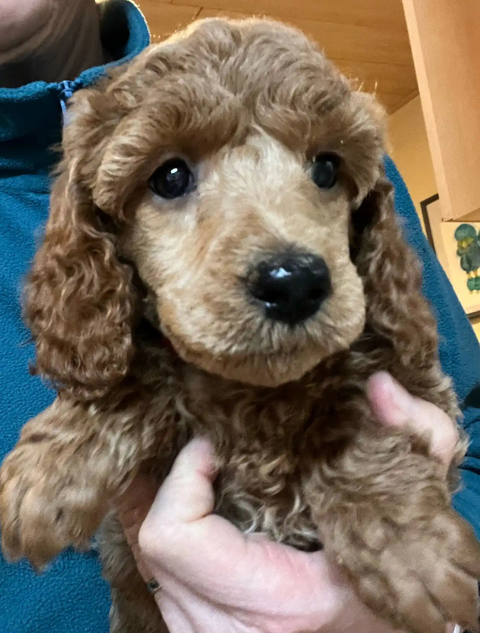 Bunte Pudel von der Silbermöwe post